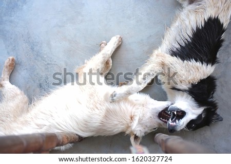 Cute Dogs ,best friends playing together outdoor. Lying on the back together. Concept LOVE , freind background