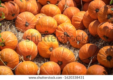 Pumpkins ready for harvesting on farm field.