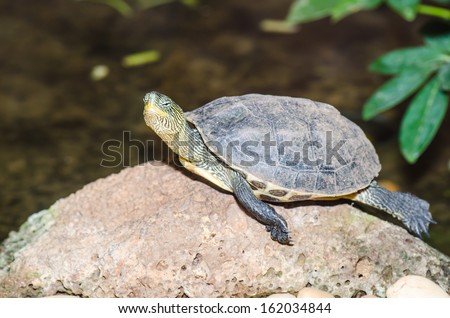 Chinese stripe-necked turtle in nature, Thailand