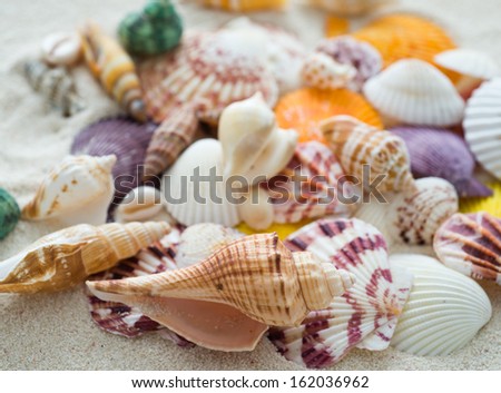 Collection of many sea shells.