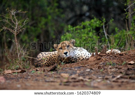 Cheetah (Acinonyx jubatus), also a hunting leopard resting on red soil. Adult elderly male cheetah lying on a hill of red clay. Wildlife photo from a position from the ground. Eye-to-eye look cheetah.