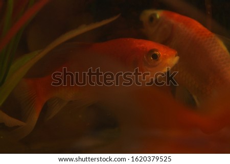 
photo of small fish swimming in an aquarium. Fish in the aquarium. Goldfish, Carassius auratus, captive. fishes swimming in aquarium with plants. Goldfish, Carassius auratus, captive.
