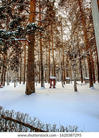 pine winter forest in the early morning