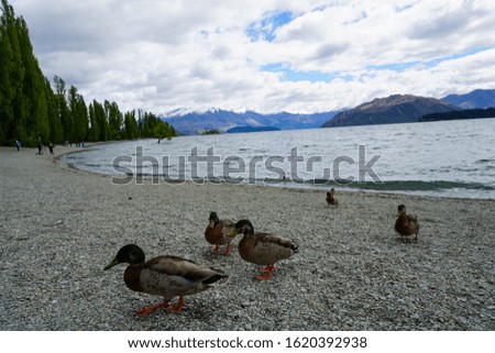 Sea, sand, sky, mountains, with ducks by the sea