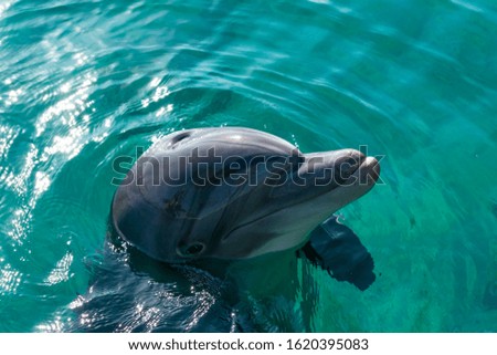 Adult dolphin in nature reserve near Eilat - famous tourist resort and recreational city in Israel