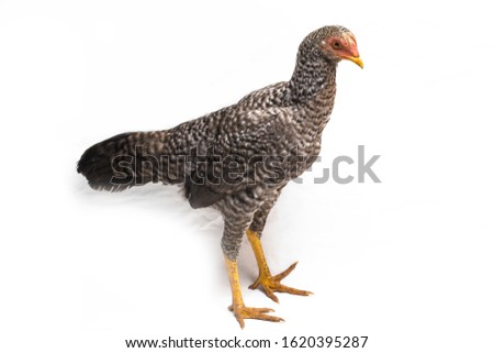 The Hen Ayam Kampong or Ayam Kampung is the chicken breed reported from Indonesia. The name means simply "free-range chicken" or literally "village chicken". isolated on white background