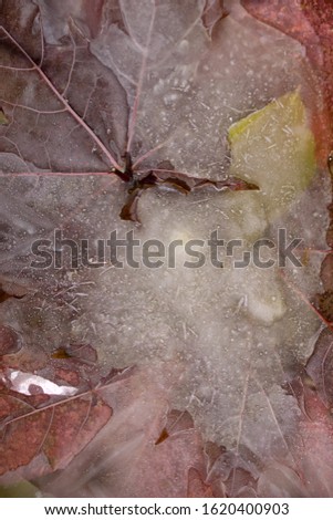 Background of     color  leaves of maple  and oak in ice   cube with air bubbles.  Flat lay  consep of autumn 