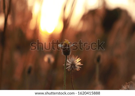 grass flower in a meadow background sunset time silhouette orange picture 