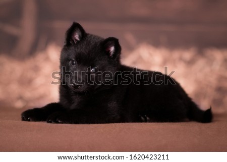 A small black fluffy puppy of Belgian schipperke shepherds, lies on a brown rustic background Royalty-Free Stock Photo #1620423211