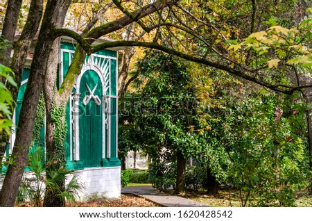 Green facade of a wooden old building. The trunk of a tree covered with moss. Magnolia tree. Pedestrian walkway. sunlight. Ivy