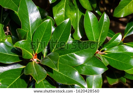 Bright green large leaves of magnolia with a glint of sunlight on the surface. Streaks and foliage texture. Close-up