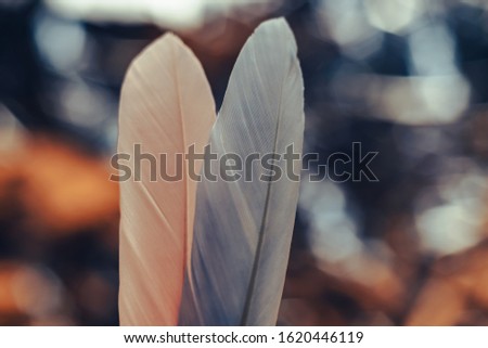 Close up Beautiful two Bird feather on a bokeh background.  Pattern background for design texture.  