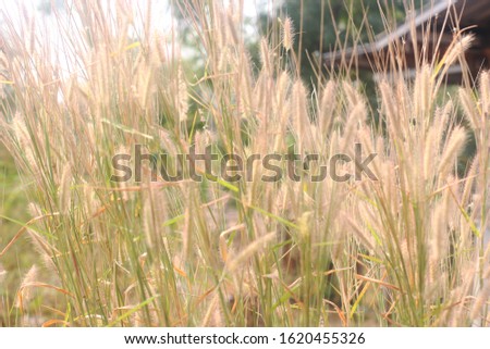 Picture of daytime grass in the sunlight