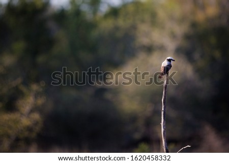 A Majestic Bird on tip of a Tree in the Kruger national park, South africa