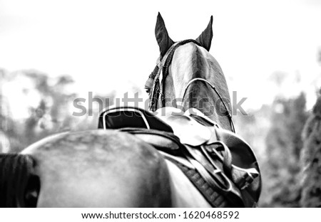 Black horse leather saddle, black saddle blanket and stirrups with dark straps dressed on the horse, black and white. Beautiful sorrel horse with bridle looking back. Royalty-Free Stock Photo #1620468592