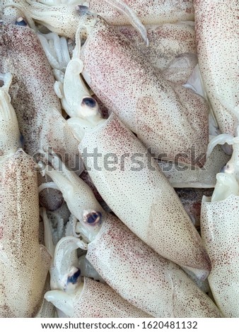 fresh ripe squids close up in market. food texture. animals background.