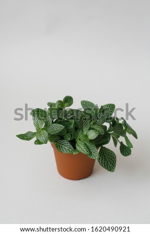 houseplant fittonia dark green with white streaks in a brown pot on a white background