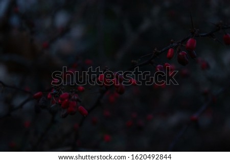red berries in winter macro