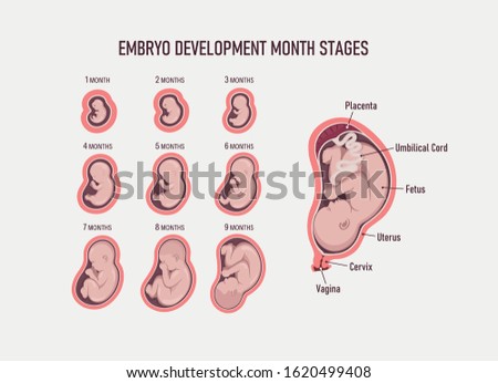 Human embryo, stages of fetal development 1 to 9 months . Human fetus inside the womb 