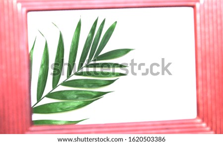 tropical nature green palm leaf in picture frame on white background