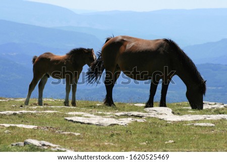 wild horses in Spain mountains (pyrenees)