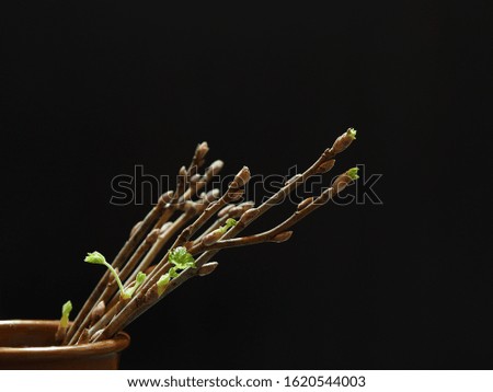 Young twigs with buds and a green leaf in a vase on a black background closeup. A bright spring image for printing the cover, decoration and design. Plant template for a good mood.