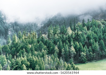 a forest full of green pine trees on the hills immersed in the fog on a cloudy day