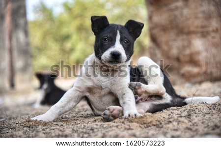 Baby pet dog seating on land