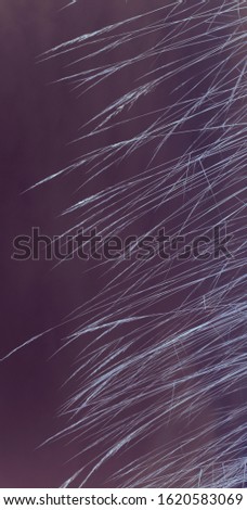 Abstract art of dry grass vertical background in deep violet colors. Dynamic beautiful picture. Winter mood. Abstract backdrop graphic texture illustration design of nature
