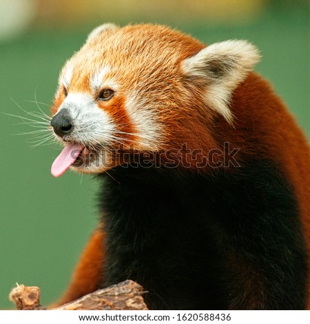 Cute Red Panda in nature during the day