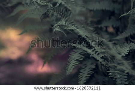 Fern leaves on a sunset time, moody nature desktop wallpaper or background, closeup with selective focus