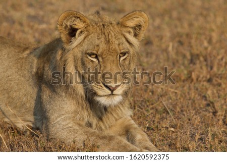 Young male lion lying in the grass.