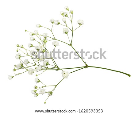 Closeup of small white gypsophila flowers isolated on white Royalty-Free Stock Photo #1620593353