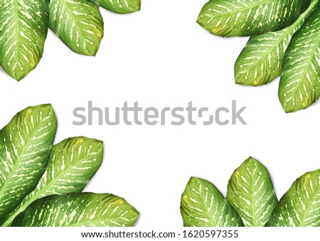 Flat lay layout of tropical leaves green on white background with copy space.Clipping path, Top view