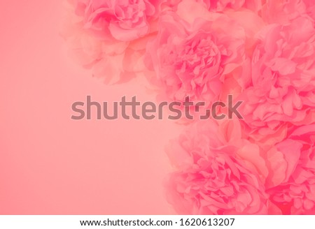Beautiful abstract color white and pink flowers on white background and white flower frame and orange leaves background texture, flowers banner, pink background, colorful pink banner happy valentine.
