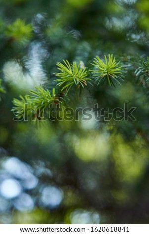 Fir tree background. Green pine late, top view. Copy space, backdrop with christmas tree branches.