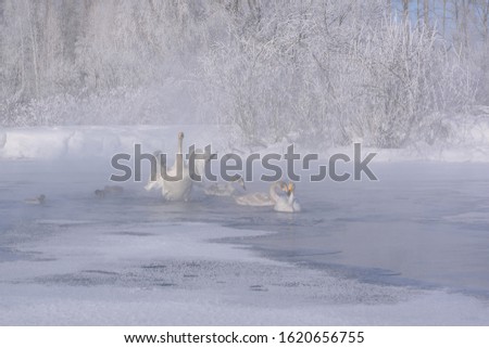 Amazing winter landscape with swans, snow and ice on the lake against the blue sky and white trees in hoarfrost. Altai, Russia