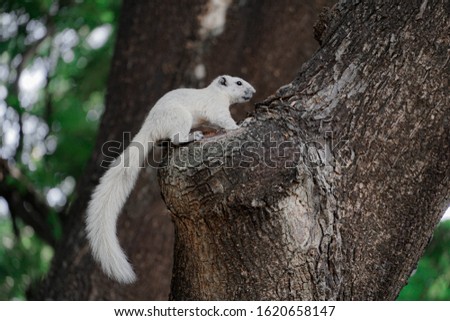 The white squirrel climbs on tree