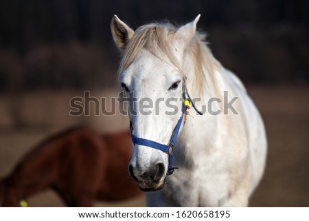 Details of white beautiful horse head