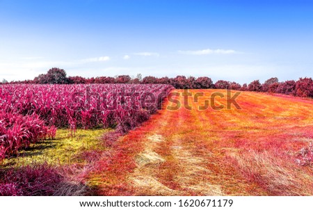 Beautiful purple infrared landscape with fields and trees