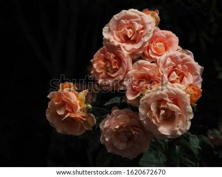 Roses planted in the garden are beautiful blooming fragrant, concept of home gardening in spring. Blooming orange English rose in the garden on a sunny day.

