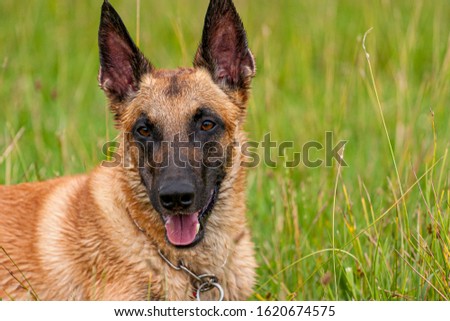 Portrait of a young Belgian Shepherd Dog (Malinois) looking at the camera. Royalty-Free Stock Photo #1620674575