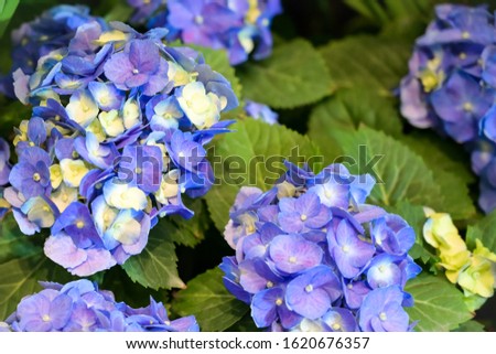 Happy Valentines Day, Beautiful purple hydrangea flowers are blooming with green leaves, in the picture the main colors are purple and green only.