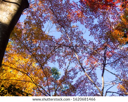 Autumn maple leaves on tree in all shades of green, orange, red and yellow