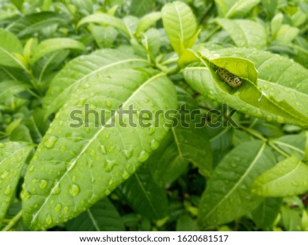 A photo of a caterpillar inside a green leaf cycle