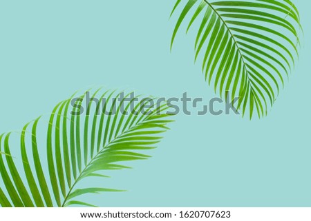 The concept of natural coconut leaves on a pastel background