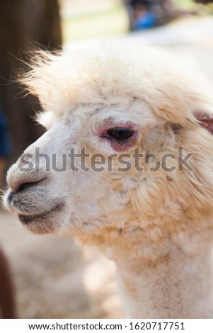 Little loch alpaca looks like a big sad dog