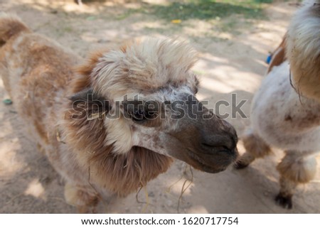 Little loch alpaca looks like a big sad dog