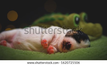 Few days old dog in a studio photo session. Jack Russell terrier puppy. Little white dog. Beautiful blurry lights.