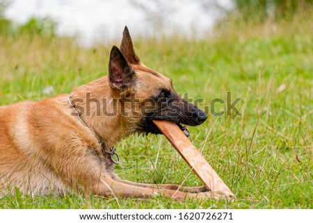 Young Belgian Shepherd dog chewing on a piece of wood Royalty-Free Stock Photo #1620726271